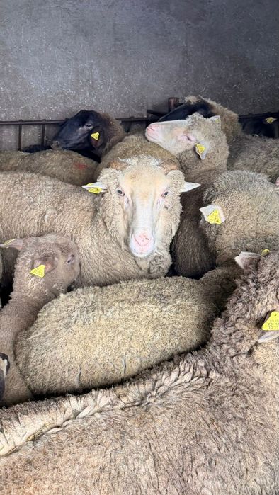 Vand oi merinos sau carabas