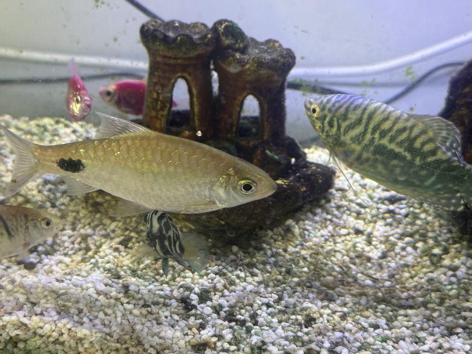 Аквариум с рыбками