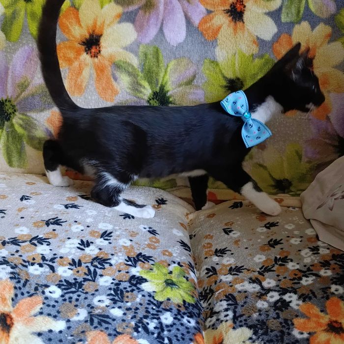 Donez spre adopție pui de pisică