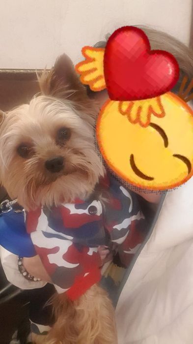 Иоркширский терьер