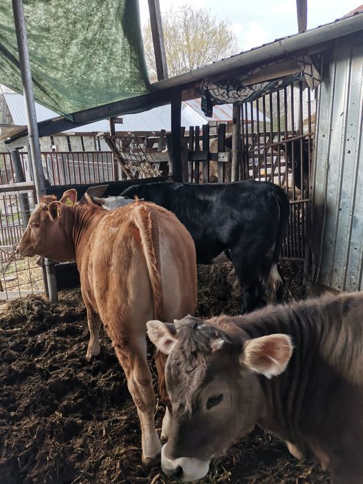 Vand 9 viței cu o medie de 290