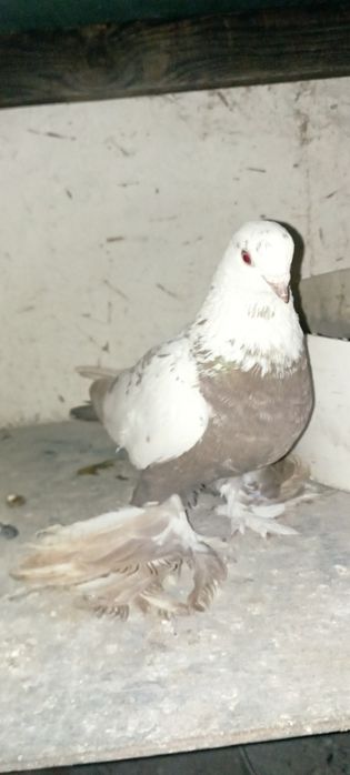 Голуби    Алматы