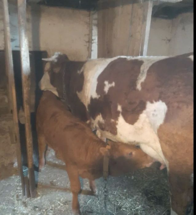 Vand  vaca cu tot cu vitel  urgent