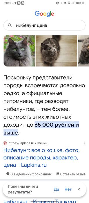 нибуленг кошка парень