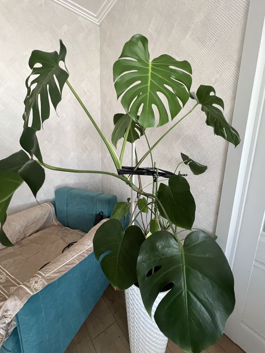 Продам цветок Монстера