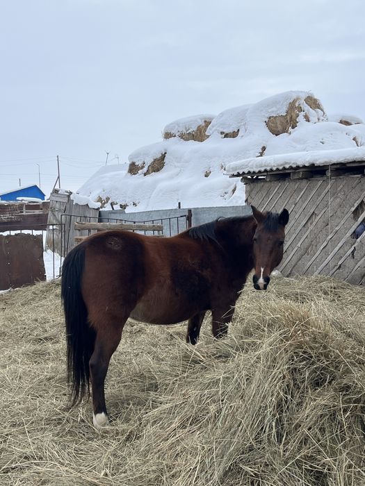 Жылқы | Лошадь сатылады