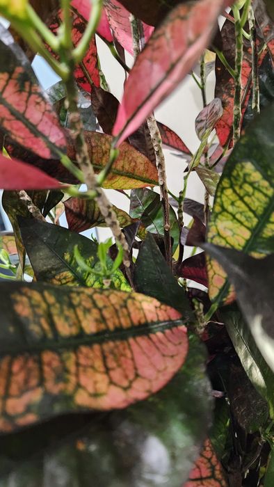 Уход за растениями