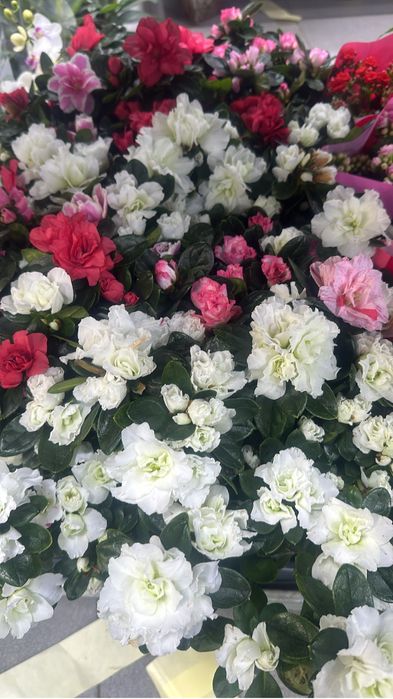 Комнатные цветы оптом