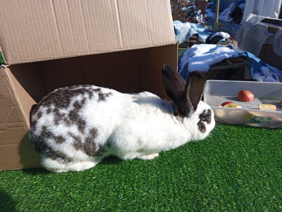 Продам Миксов кроликов