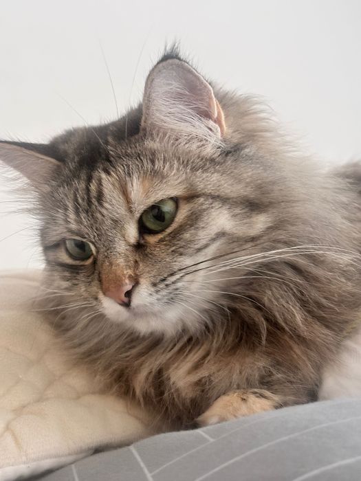 сибирская кошка ищет дом