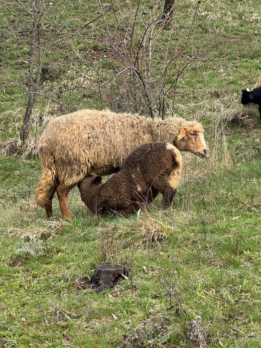 Vând oi fătate !