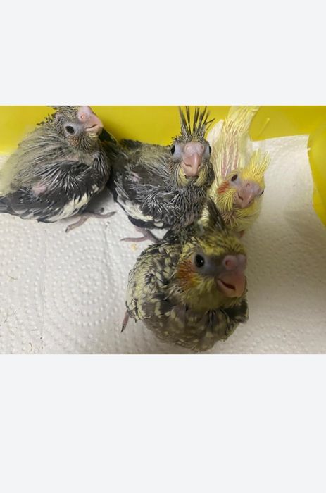 Кореллы ручные птенцы