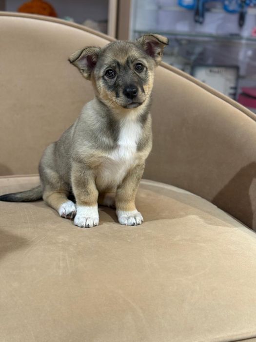 Отдам щенка в добрые руки