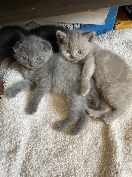 sotiladi! scotish fold