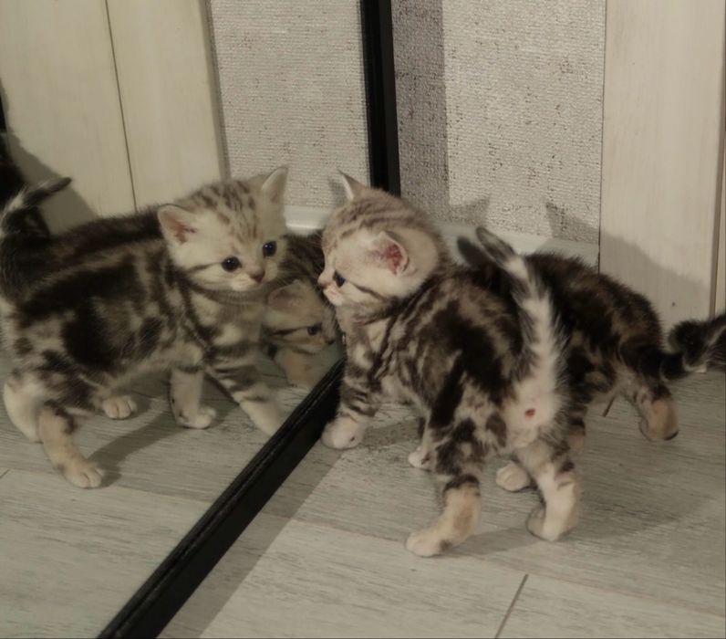 Британский прямоухий котенок