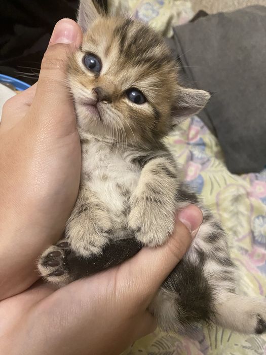 Котята британские