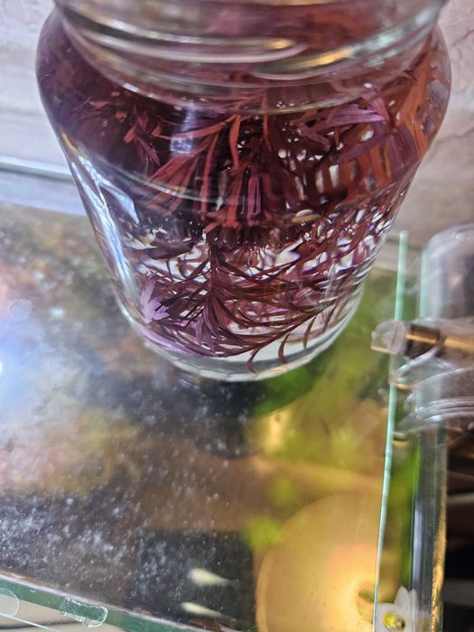 Продам роталу колората