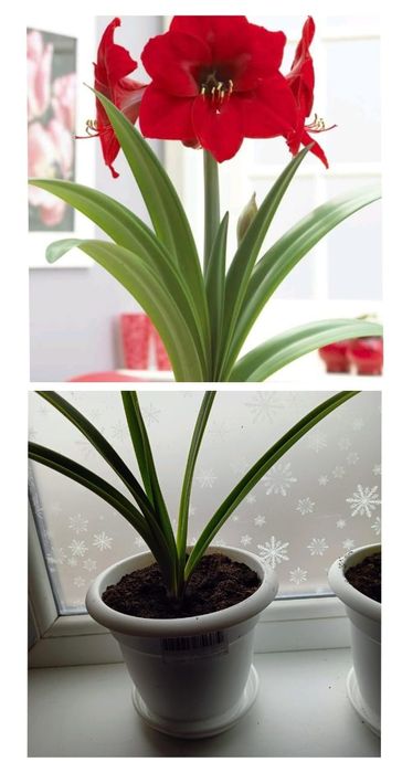 Продам комнатные цветы