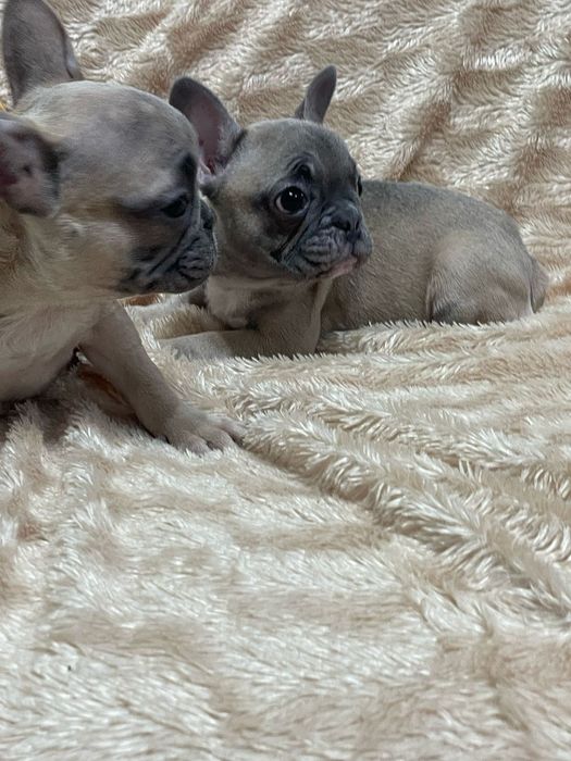 Цветные французы