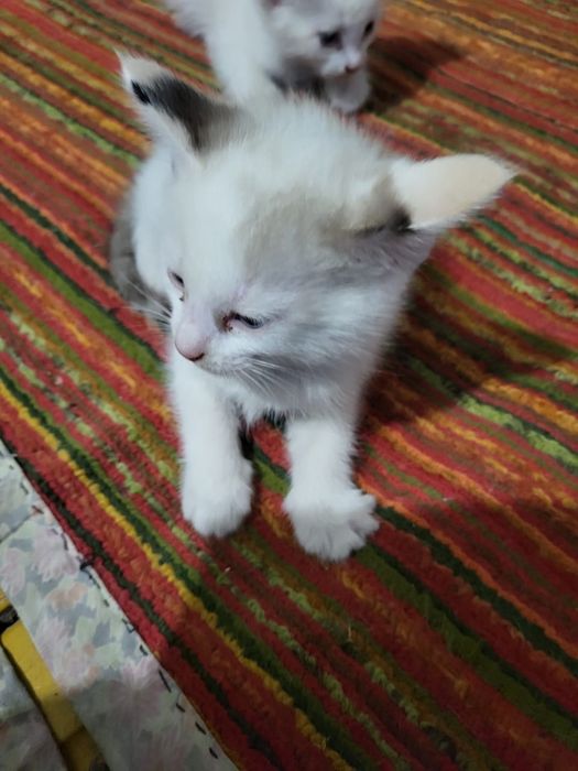 Отдаем бесплатно котят