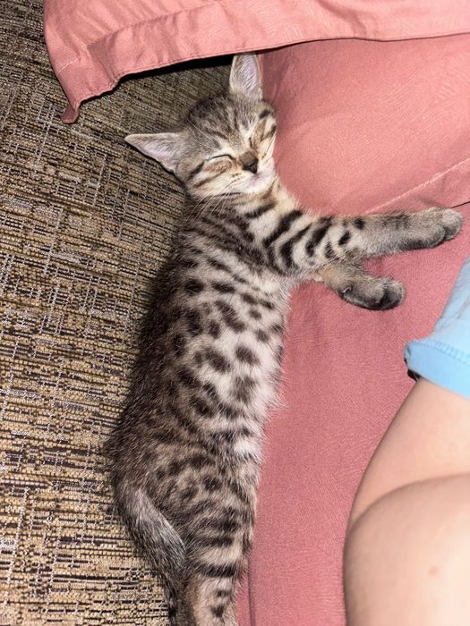Котёнок девочка 4 месяца