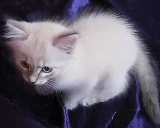 Порода: Невская Маскарадная, окрас Silver Point.