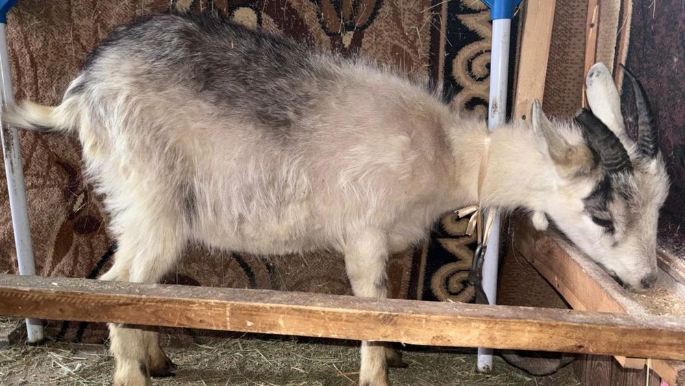 Продам молодых козочек