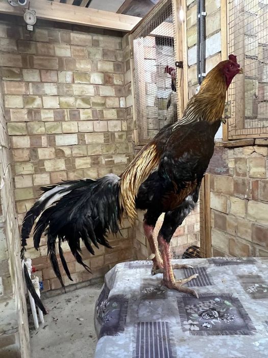 Dakan xoroz sotiladi