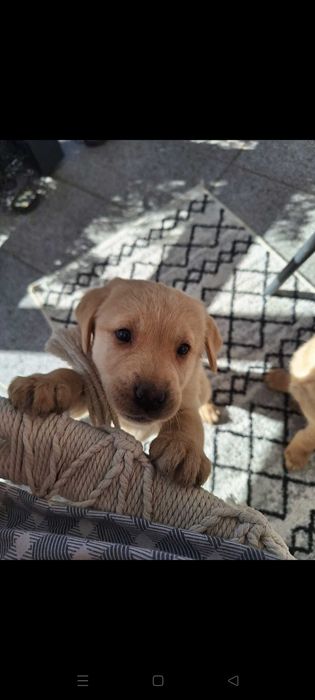 Pui Labrador Retriever