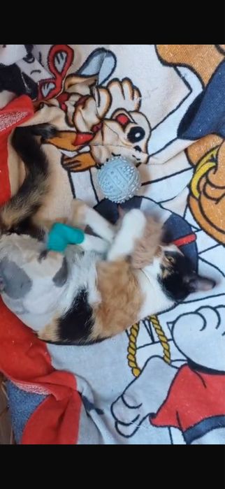 Pisica Calico pentru adoptie