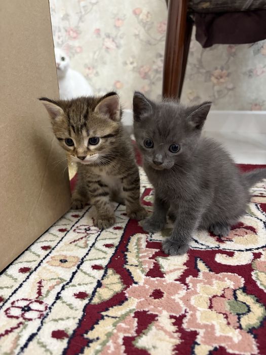 отдам котят в хорошие руки