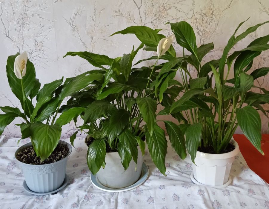 Продаю комнатные цветы