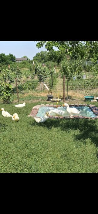 Vand Rate Pekin (carne si oua )