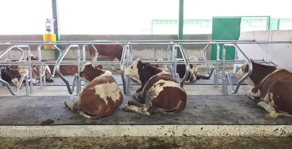 Lejanka qoramollar uchun