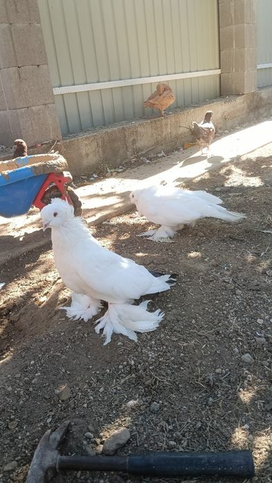 Vând porumbei Uriaș Maghiar..