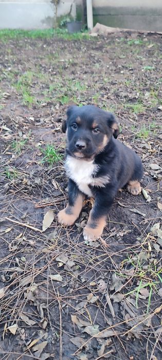 donez cățel talie medie