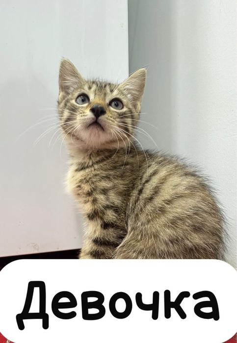 Отдам котят в хорошие руки.