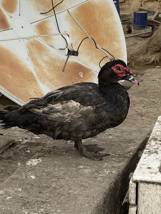 Мускусные утки (индоутки )