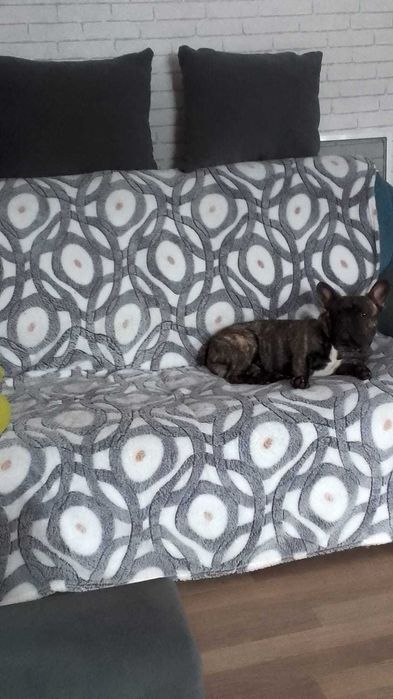 Вязка французский бульдог