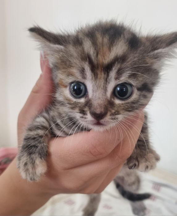 Отдам котят в хорошие руки