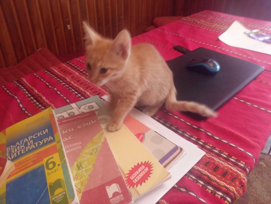 Подарявам двумесечни котенца.