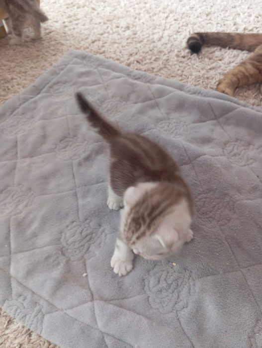Продам котят Шотландский Вислоух