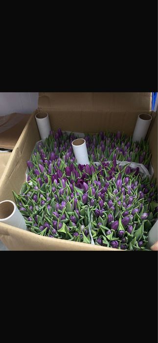 Тюльпаны к 8 марта | Свежие тюльпаны