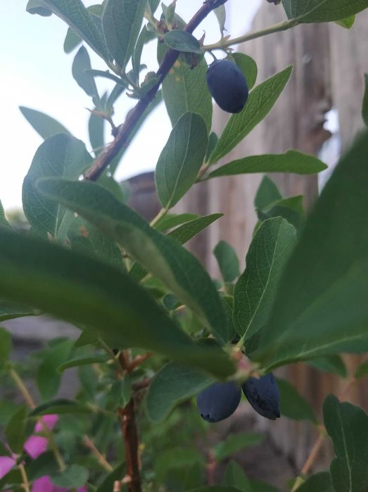 Продам участок с домом в центре