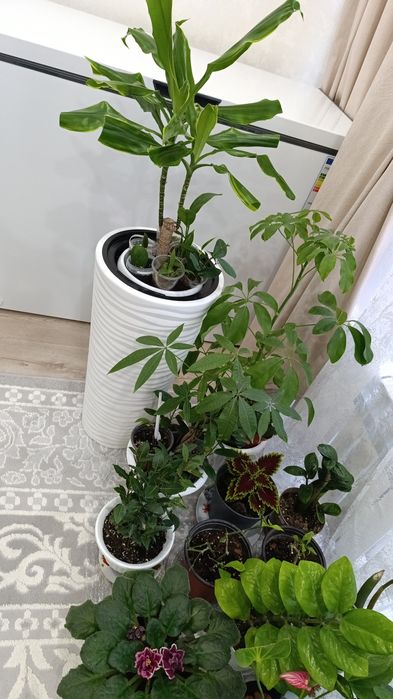 Комнатные цветы, самовывоз