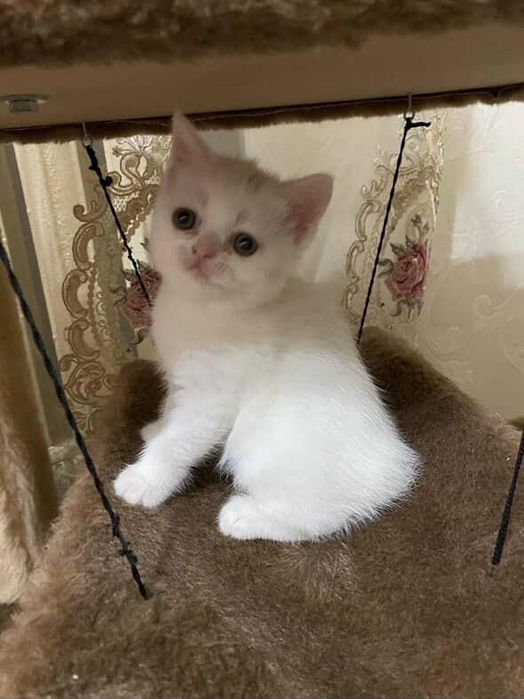 Котята медвежата