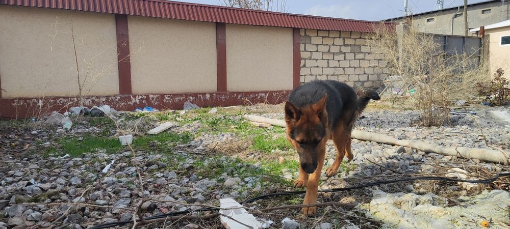 Овчарка чистокровный немец