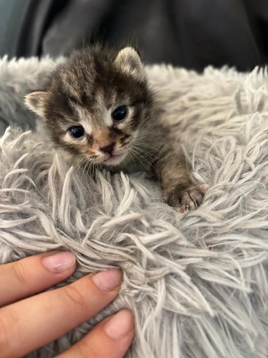 Котята ждут своих новых родителей!!!