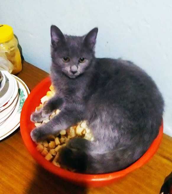 Британская кошечка, котенок