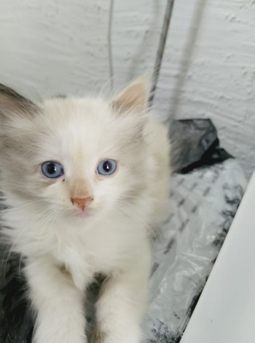 Отдам в добрые руки